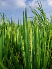 close-up photo the green of wheat rice grain plants 