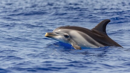 Fototapeta premium Dolphin swimming in ocean waters marine life wildlife photography tropical environment close-up viewpoint nature's beauty