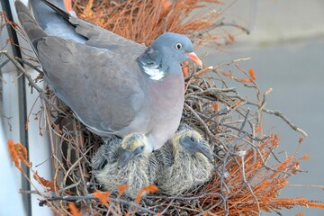 The dove warms the young pigeons. Doves and squabs. A pair of pigeons have made a nest in a plant box on a window sill. View from the top. Bird life in the towns