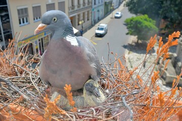 A dove warms the little baby pigeons. A pair of pigeons made a nest on the windowsill. Pigeon life in the city