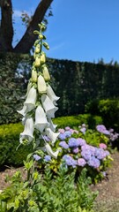 Close-up of white foxgloves in a garden