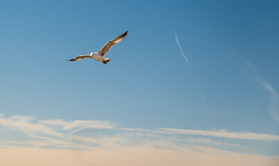 A majestic seagull soars through the sky with its wings fully extended against a soft, cloudy background.
