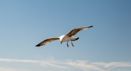 A majestic seagull soars through the sky with its wings fully extended against a soft, cloudy background.