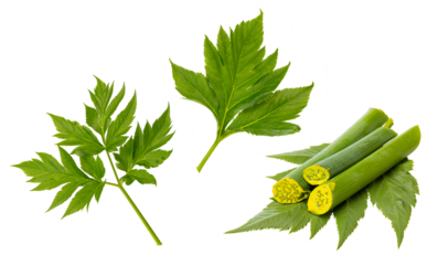 Angelica keiskei (Ashitaba) or tomorrow's leaves on white background.
