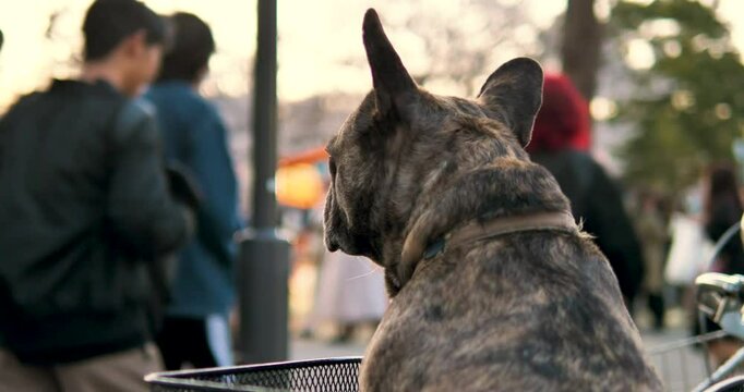 rear view of brindle french bulldog looking at walking people in the evening,closeup shot