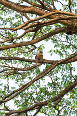A Macaque Monkey sitting in a tree in a forest in Sri Lanka, Asia
