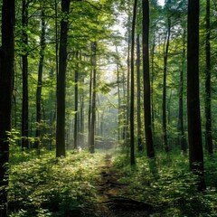 Fototapeta premium Dense forests with trees in a mysterious atmosphere