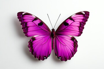 Obraz premium Vibrant purple butterfly on white background.