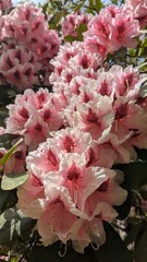 Close-up of pink rhododendron flowers