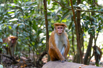 A portrait of a Macaque Monkey in the forest in Sri Lanka