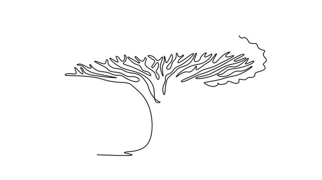 Animated self drawing continuous line draw beauty and exotic dragon blood tree home wall art decoration poster print. Dracaena cinnabari tree for national park logo. Full length single line animation