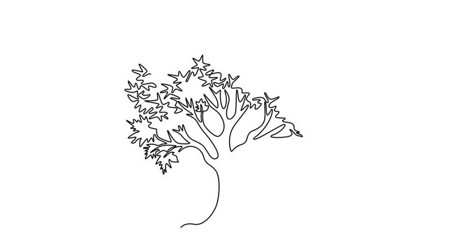 Self drawing animation single line draw big beauty and exotic maple tree icon. Decorative acer pseudoplatanus plant concept for national park logo template. Continuous line draw. Full length animated