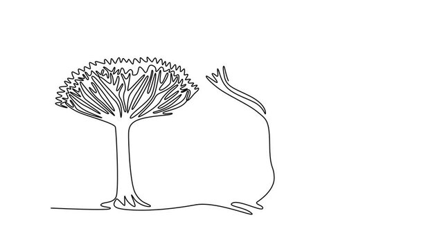 Animated self drawing of continuous line draw beauty and exotic dragon blood tree. Decorative dracaena cinnabari for greeting post card. Tourism and travel concept. Full length single line animation