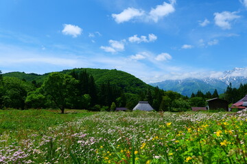 初夏の青鬼地区。白馬、長野、日本。5月下旬。