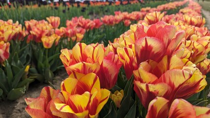 Red and yellow striped tulips