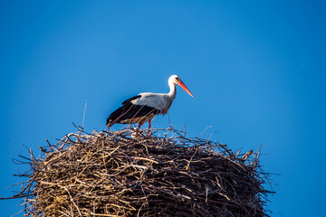 one white stork in nest
