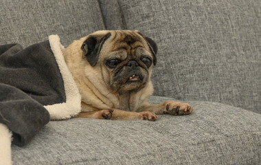 Cozy pug relaxing on a gray sofa under a warm blanket in a sunlit living room