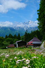 Fototapeta premium 初夏の青鬼地区。白馬、長野、日本。5月下旬。
