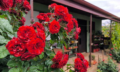 red rose tree in blossom in the rain and sunlight growing in the garden