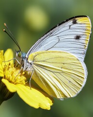 Fototapeta premium Butterfly feeding on yellow flower in lush garden macro photography close-up vibrant nature insect behavior