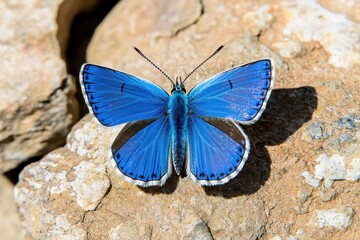 Vibrant blue butterfly perched on rocky surface nature photography outdoor environment close-up view insect beauty