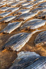 Fish drying in the sun in Sri Lanka, Asia, Sun-dried Fish