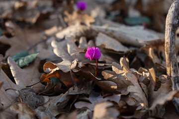 Cyclamen pink forest close-up. A delicate little fragile spring flower bloomed in March. The concept of awakening nature, the warm rays of the sun. Atmospheric natural background for design, articles