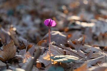 Cyclamen pink forest close-up. A delicate little fragile spring flower bloomed in March. The...