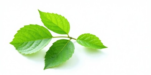 Obraz premium Green leafy branch isolated on white background, nature, herb