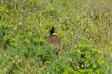 Pheasant in the grass close-up. A beautiful graceful bird hides from people and hunters among rocks and tall grass. Life in the wild. The pheasant runs away. Bright plumage on the head. The male bird