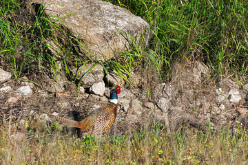 Pheasant in the grass close-up. A beautiful graceful bird hides from people and hunters among rocks...