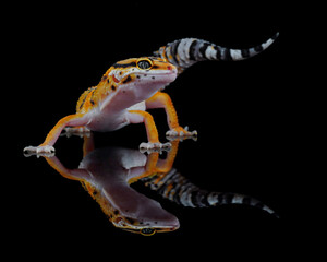 A vibrant leopard gecko stands poised on a reflective surface, its striking yellow and black...