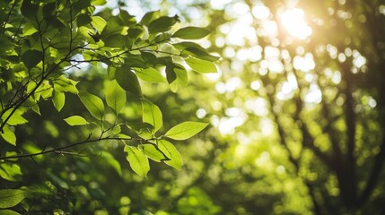 Obraz premium Vibrant Green Leaves Sunlight Nature Photography Lush Foliage Spring Summer Natural Background Bright Sunlight Greenery Fresh Leaves Tranquil Scene Peaceful Outdoors Beautiful Scenery Serene 