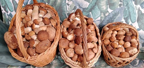 Basket with mushrooms. There are edible forest mushrooms in the basket.

