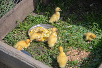several small yellow ducklings happily eat from a metal bowl in a wire and board pen, enjoying the lush green grass on a farm on a sunny day,