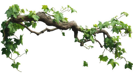 Fototapeta premium twisted branch covered with vibrant green ivy leaves. showcasing the natural beauty of climbing plants this composition highlights the organic shapes and textures of the wood and foliage. making it su