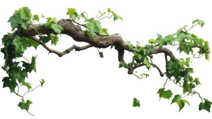 twisted branch covered with vibrant green ivy leaves. showcasing the natural beauty of climbing plants this composition highlights the organic shapes and textures of the wood and foliage. making it su