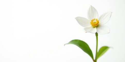 Fototapeta premium Single white flower on a yellow-green stem isolated on white background, botanical, greenery, white background