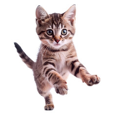 Obraz premium Cute cat jump and palying isolated on transparant background. design illustration
