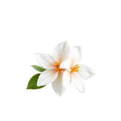 Obraz premium Elegant White Flowers with Green Leaves Isolated on Black Background