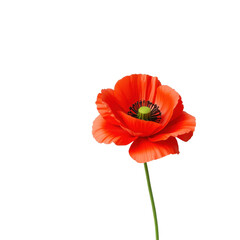 Vibrant Red Poppy Bloom Isolated on Black Background