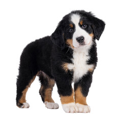 Adorable Bernese Mountain dog puppy, standing up side ways. Looking curious to camera with cute head tilt. Isolated cutout on a transparent background