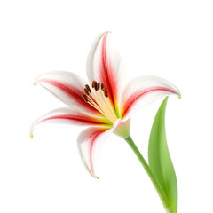 Elegant Single Lily Flower with Pink and White Petals