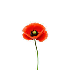 Obraz premium Vibrant Red Poppy Flower Isolated on Black Background