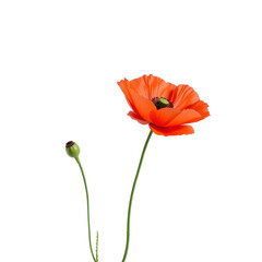 Obraz premium Vibrant Orange Poppy Flower Against a Solid Black Background