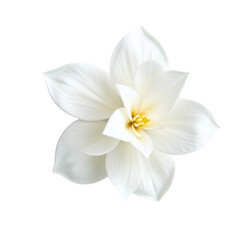 Fototapeta premium Beautiful White Flower Isolated on Black Background for Design