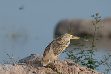 A beautiful pond heron bird perched on a rock with blurred background