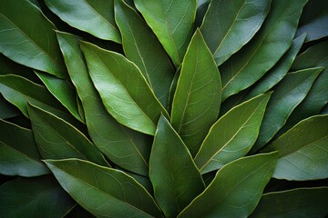 Close-up shot capturing a vibrant collection of dark green laurel leaves, showcasing their intricate vein patterns and smooth surfaces in a fresh and organic arrangement.