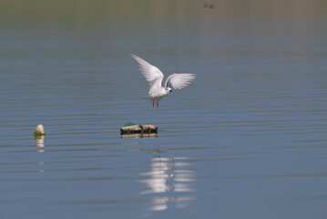 The beautiful Snowy crowned tern in flight over a calm body of water, wings outstretched, reflecting on the surface.