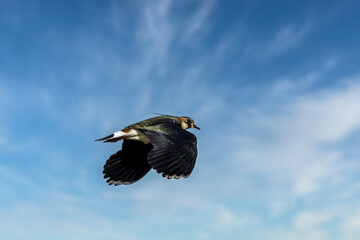 A lapwing bird flying above a field next to Bourges in France at a sunny day in spring.